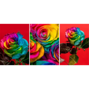 Rosas